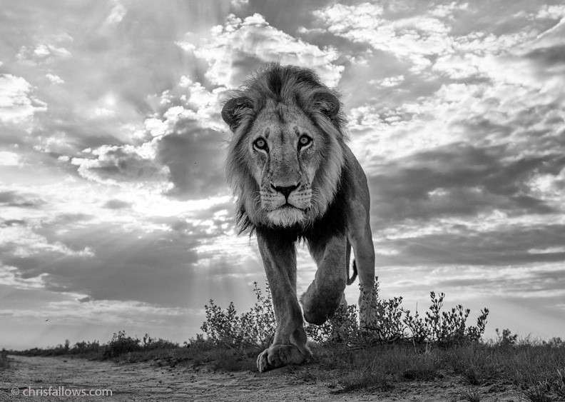Chris Fallows Photography | Fine Art Wildlife Photography