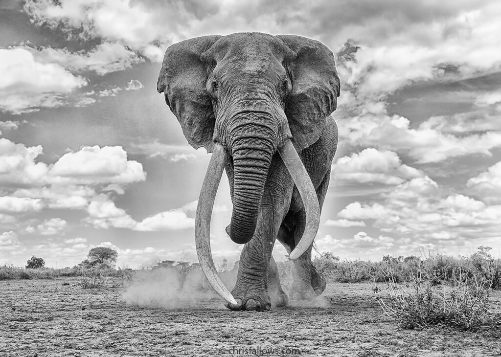 tusker elephant