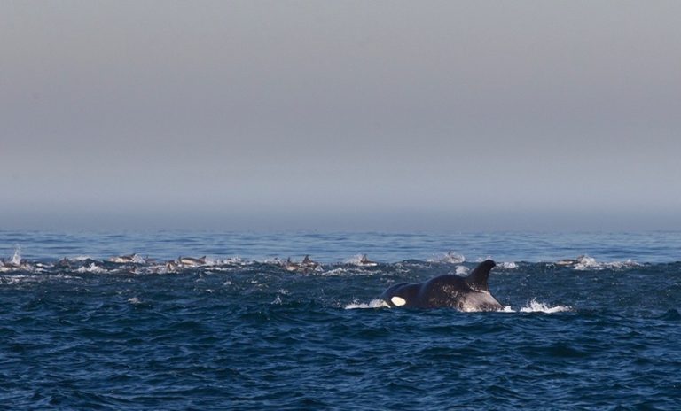Seal Island, South Africa. Mannemerak in pursuit of dolphins.