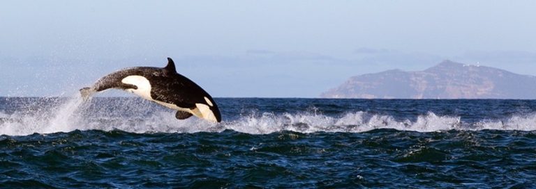 Seal Island with Cape Point in the background, The huntress, Cleopatra.