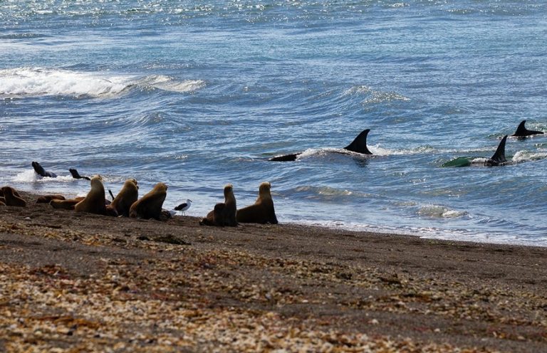 Punta Norte, Argentina. An orca family, including a calf, hunting fur seals.