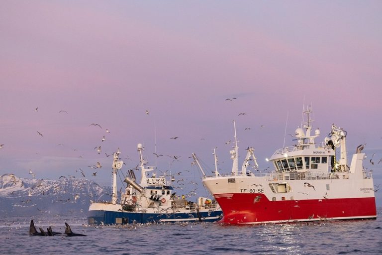 Sjervoy, Norway. Orcas habituated to feeding around Herring fishing vessels.